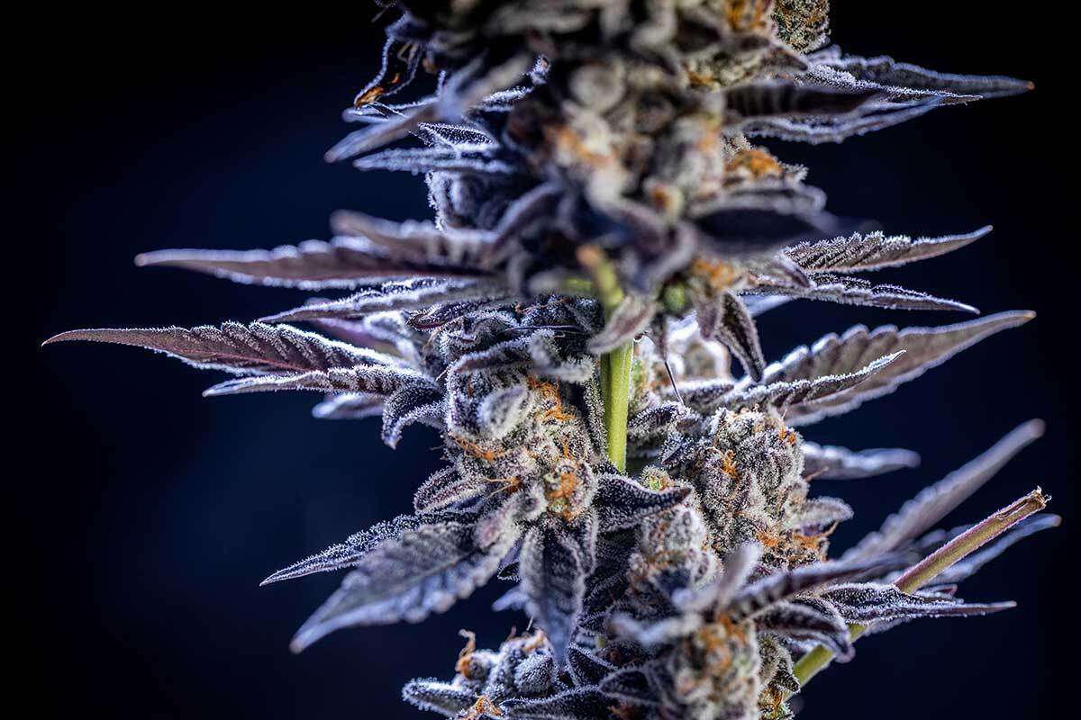 Top 5 Strains With The Highest THC