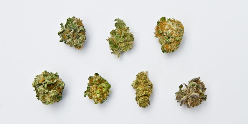 Types Of Cannabis Strains