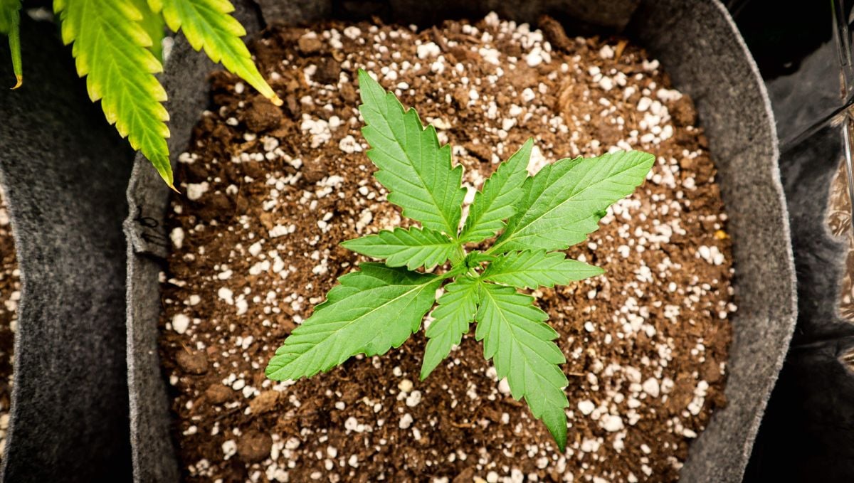 How To Grow 3 Week Old Cannabis Autoflowers